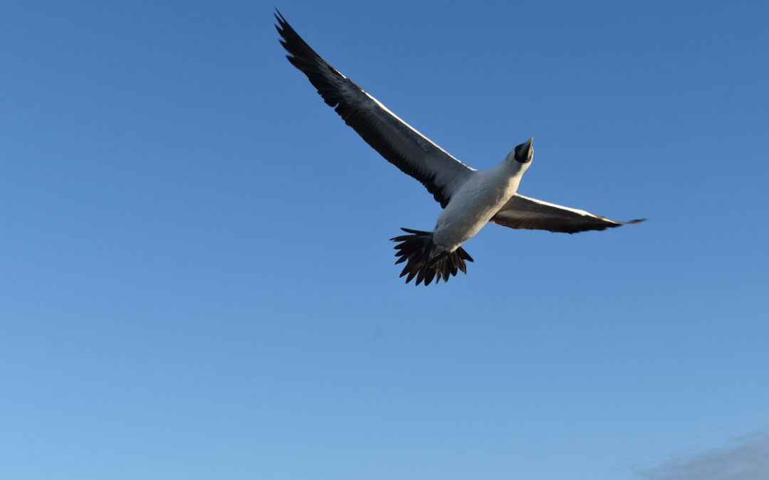 Sailing from Panama to Galapagos – 8 days in the Pacific Ocean