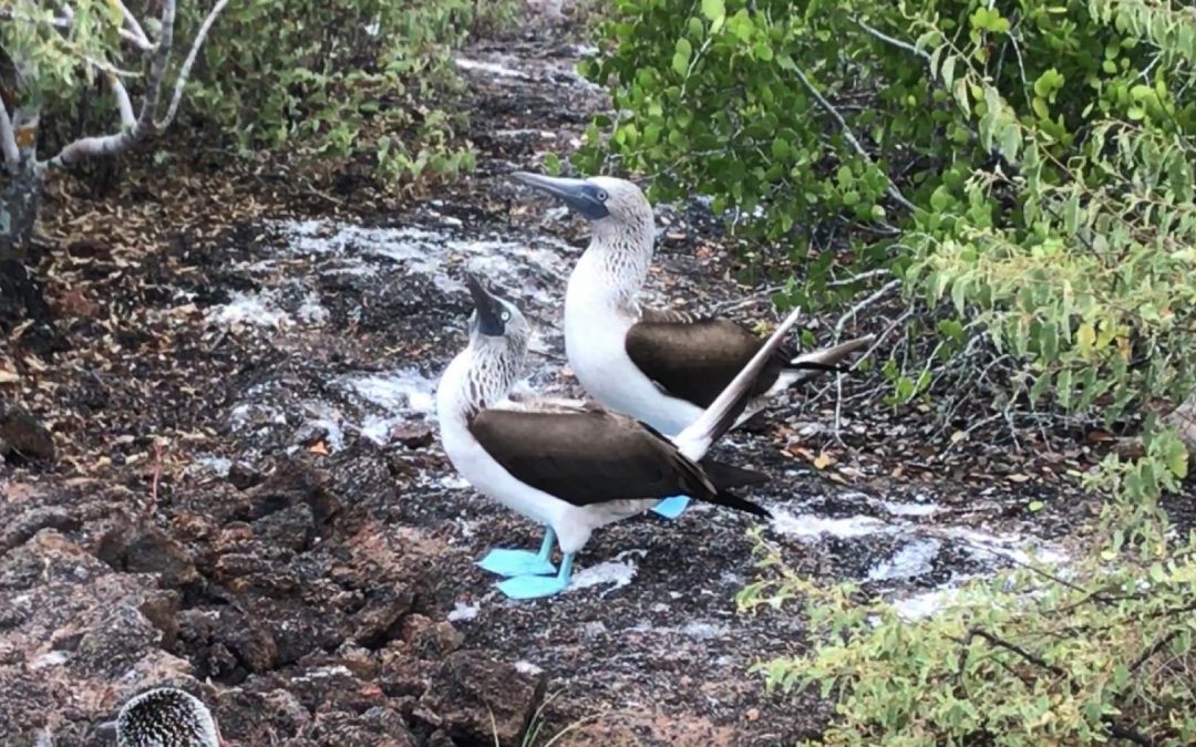 Sailing to Galapagos movie