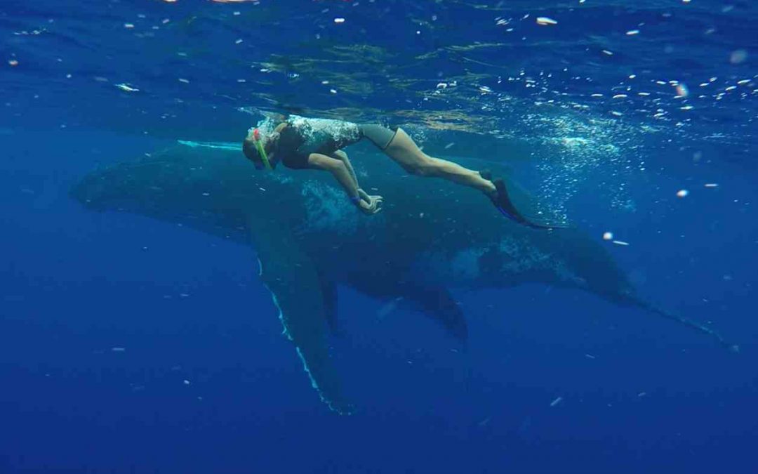 Swimming with the whales of Moorea