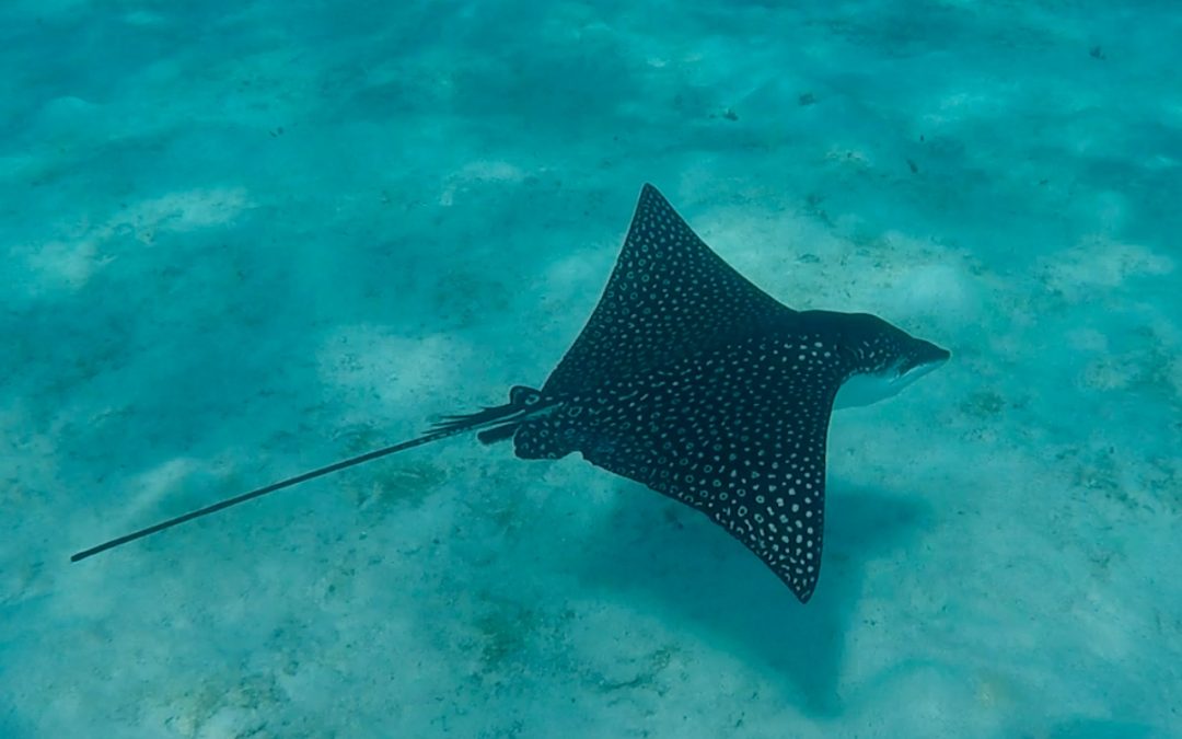 MOOREA TAHITI